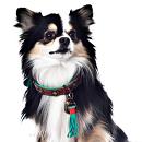 Dog with a Mission halsband Urban