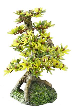 Aqua D'ella bonsai medio B