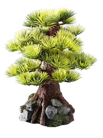 Aqua D'ella bonsai medio C