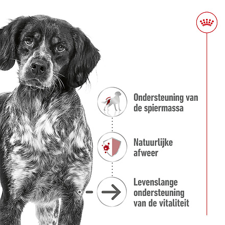 Royal Canin Hondenvoer Medium Ageing 10 x 140 gr