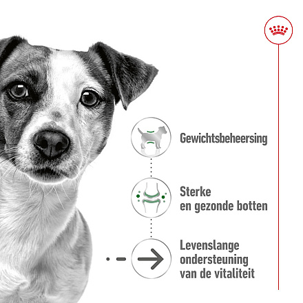 Royal Canin Hondenvoer Mini Ageing 12 x 85 gr