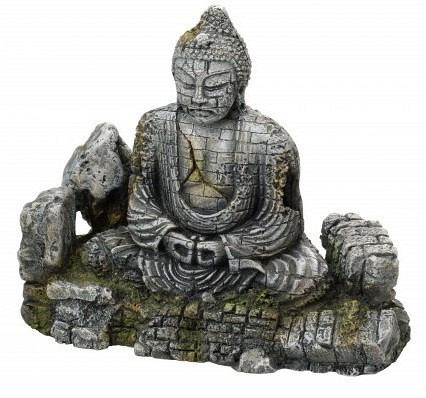 Aqua D'ella buddha L